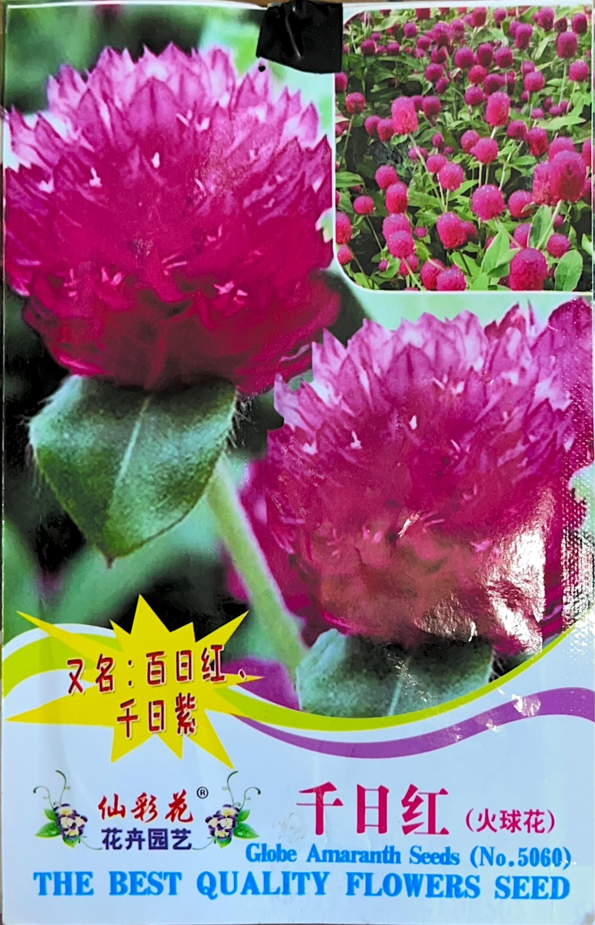 千日红(火珠花) Globe Amaranth Seeds