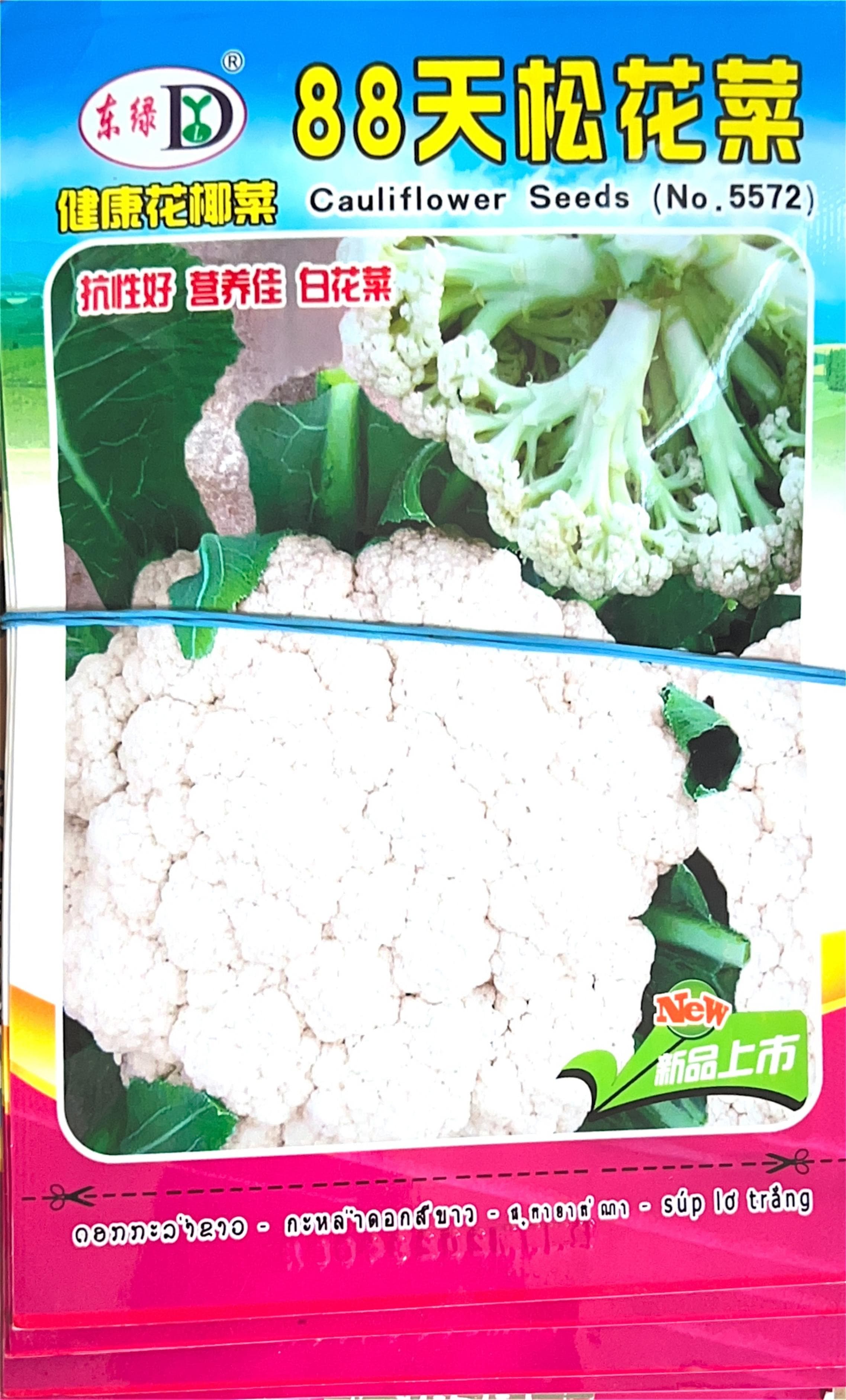 抗性好 营养佳 白花菜 Misc Seeds